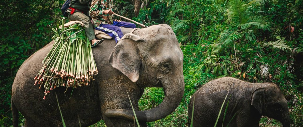 Chitwan National Park Tour Cost
