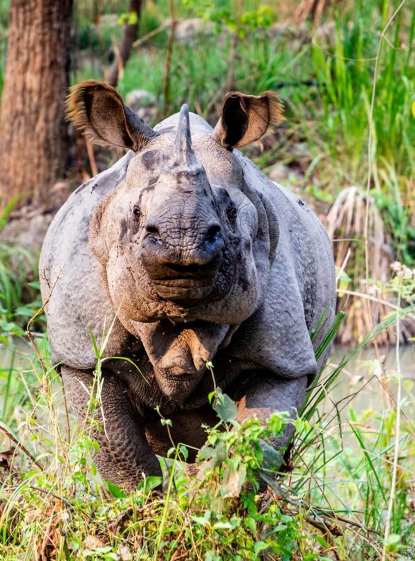 Rhino at Chitwan Nation Park Looking