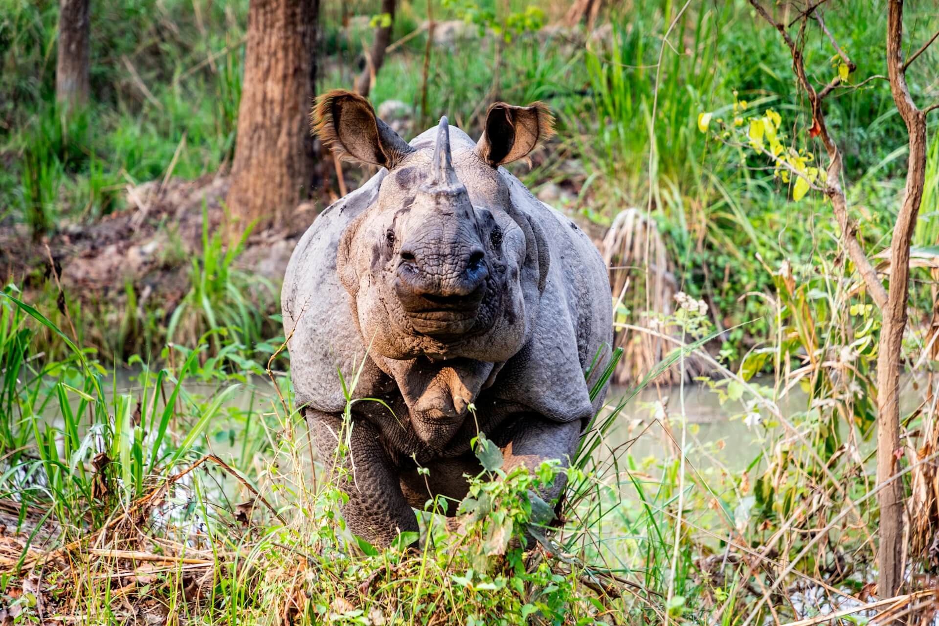 Rhino at Chitwan Nation Park Looking
