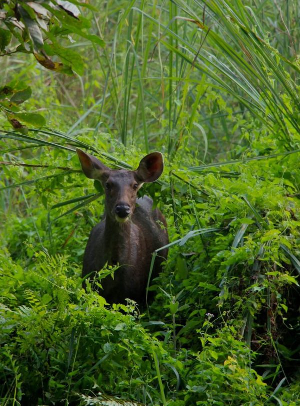 Deer looking at camera
