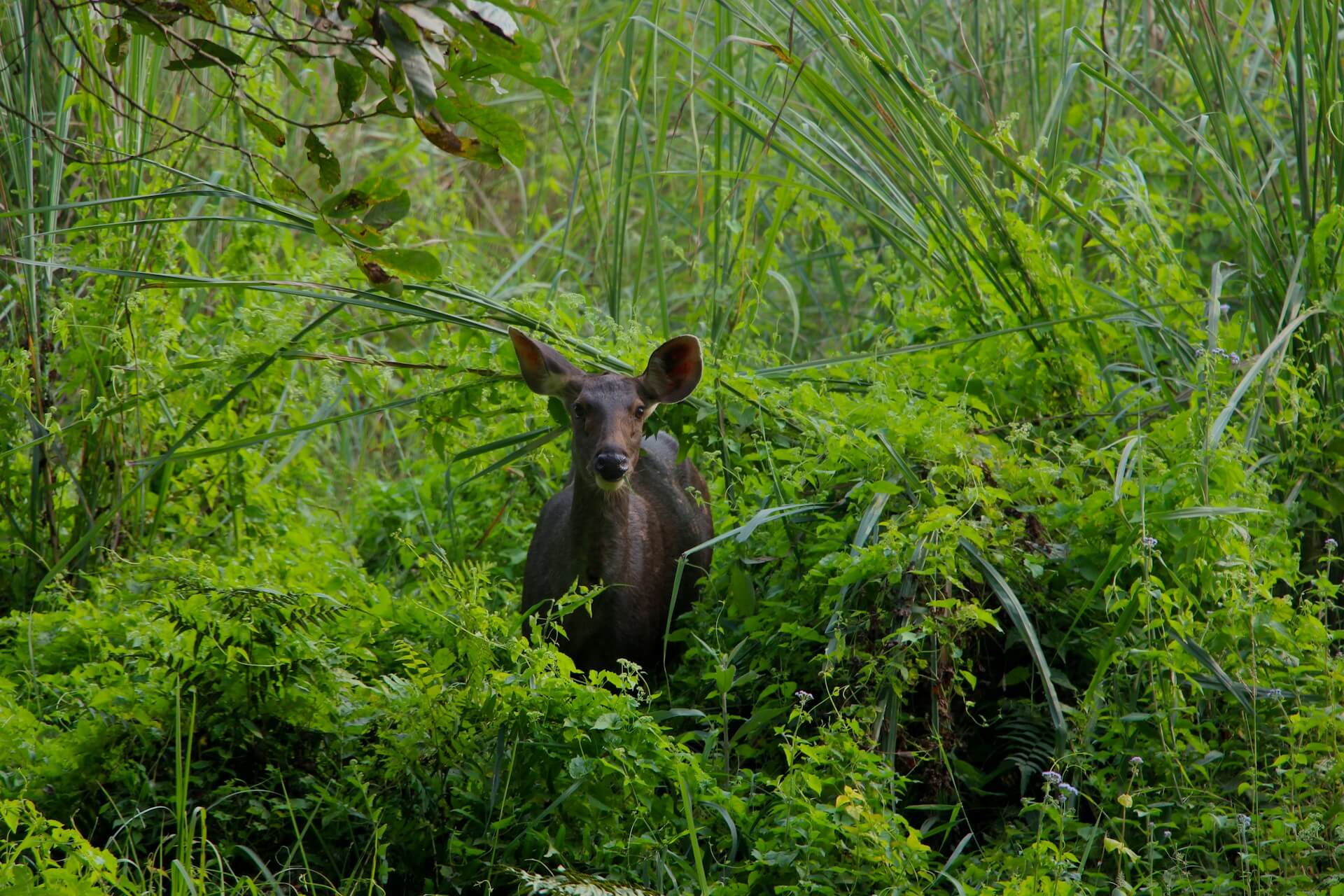 Deer looking at camera