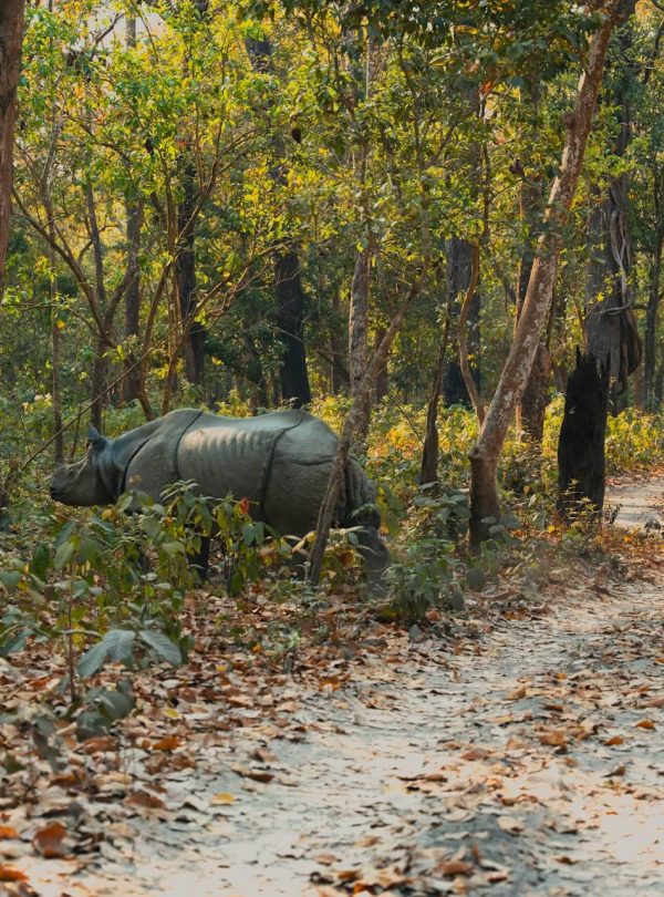 Jeep in Chitwan National Park