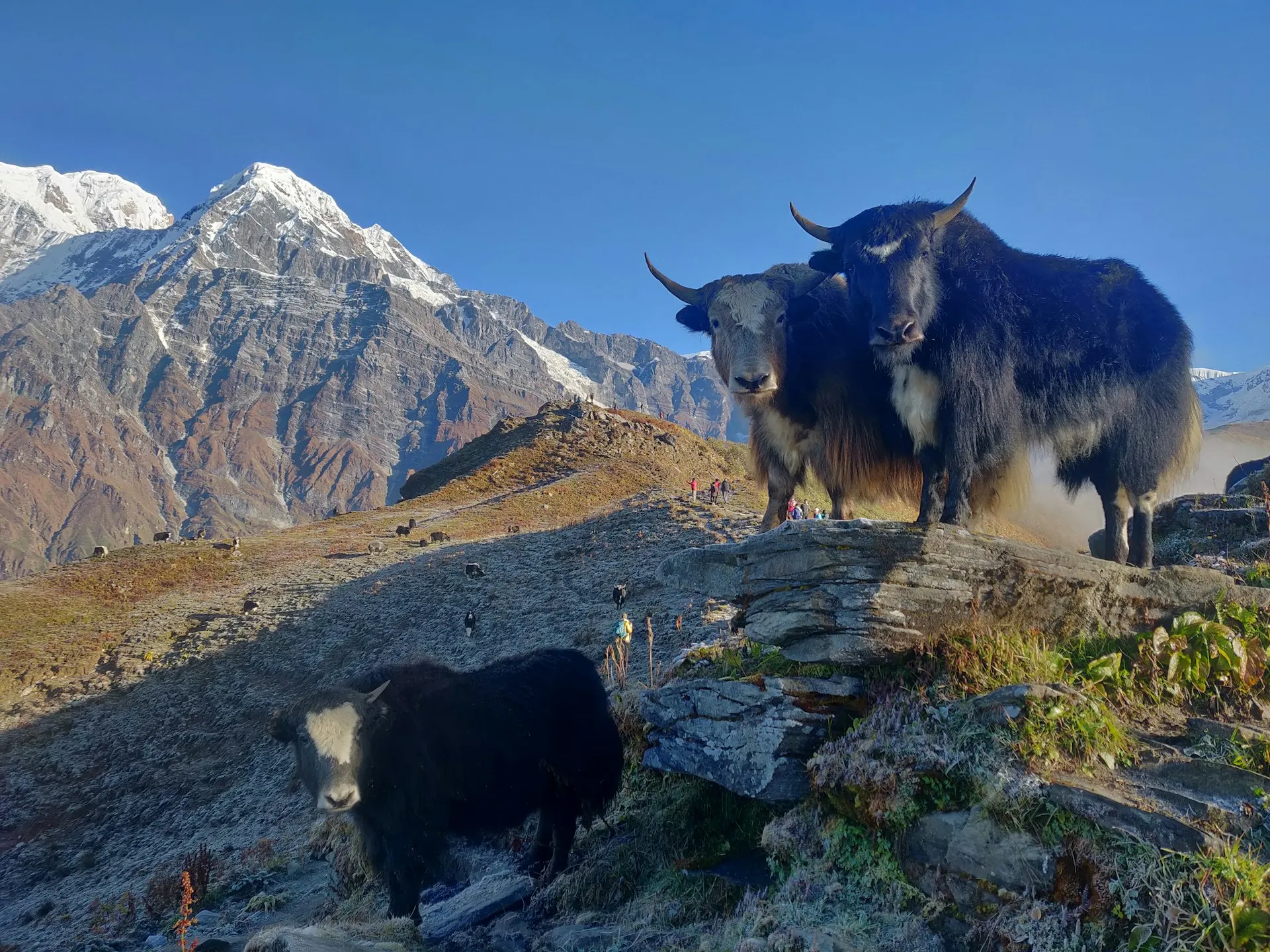 Mardi Himal Trek for beginners
