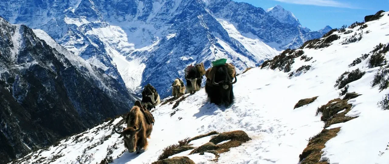 Animals That Live on Mount Everest