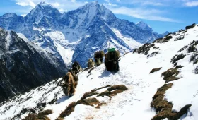 Animals That Live on Mount Everest