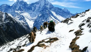 Animals That Live on Mount Everest