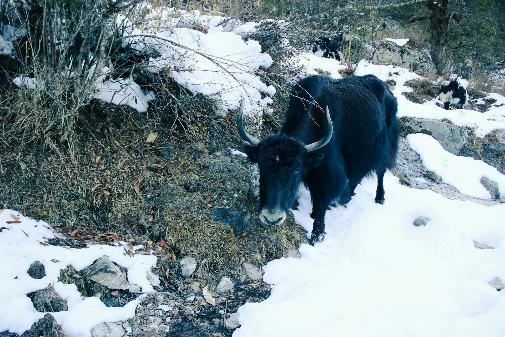 Langtang Trek Guide 