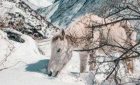 Langtang Valley Trek Permits